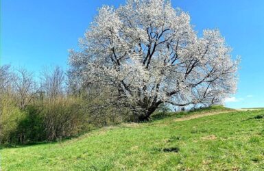 Besana in Brianza: tra ville e ciliegi
